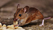 24 Hour & Emergency Exterminators in Krugerville, TX